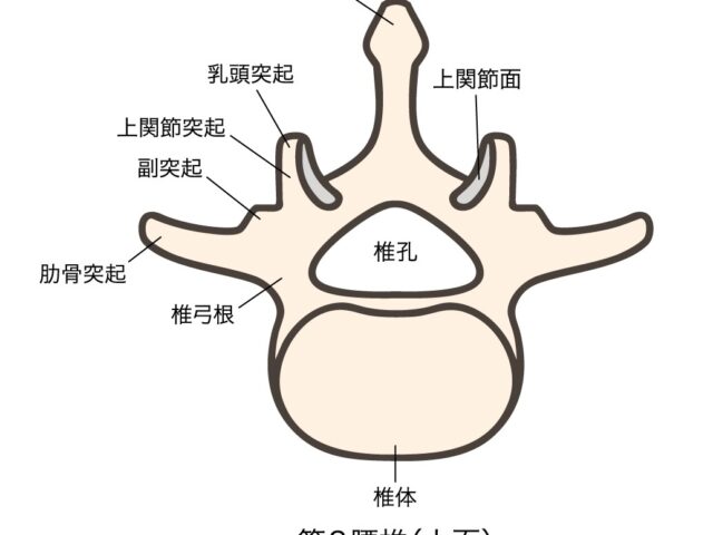 白楽で腰椎分離症に対応｜スポーツ学生の腰痛は早期発見で予後が変わります